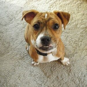 Meet your Posher, Sal